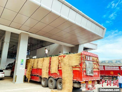 海南最大農產品一級批發市場開業 將起穩定 菜籃子 作用